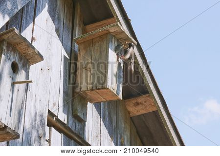 Wooden Birdhouse With Its Inhabitant Starling