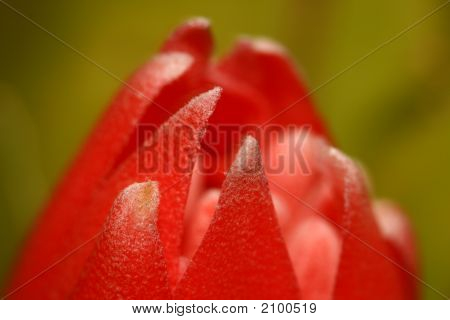 Bromelia Blume