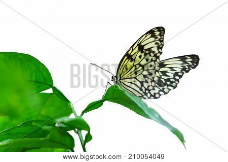 Idea leuconoe butterfly sitting on a leaf on white background