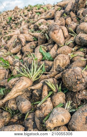 Closeup of freshly harvested chicory roots dumped in a pile and waiting for transport to the inulin factory.