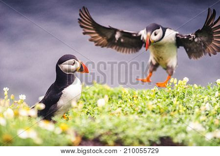 Puffins of Ireland. Flying and nesting on the Skellig Islands