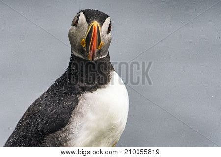 Puffins of Ireland. Flying and nesting on the Skellig Islands