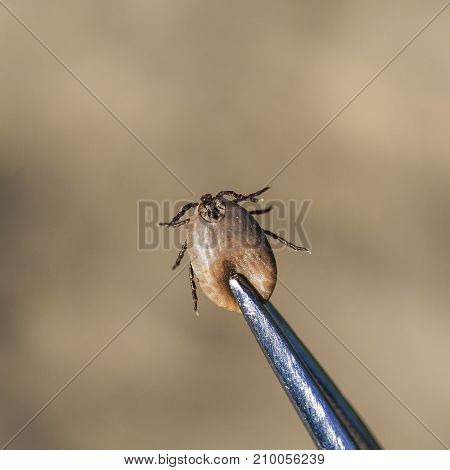 harmful contagious insect mite removed from the animal medical metal tongs