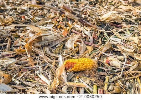 Closeup of a maize ear leaves and stems parts after harvesting of the silage maize in a large farm field. It is autumn now.