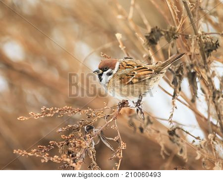 bird Sparrow sitting in the bushes in winter and eats seeds Artemisia