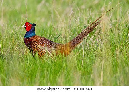 ภาพเหมือนของไก่ฟ้าสีที่ชาย (phasanius colchius)