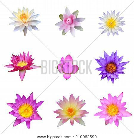 Pink Lotus isolated on black background with clipping path.