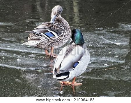 a pair of ducks stood on the ice in a frozen river with reflections