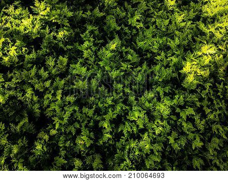 Nature leafs in sunlight shadow shade with green color