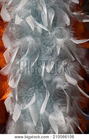 Beautiful bird feathers for a decorative purposes