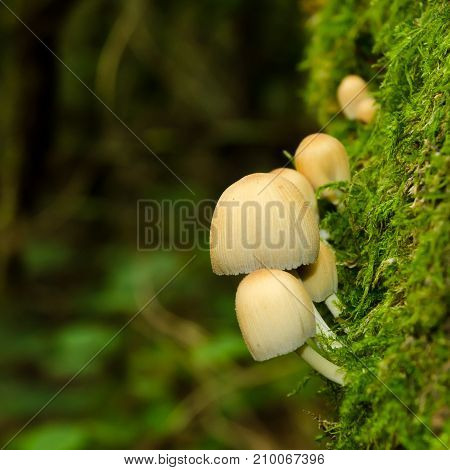 Little mushroom on a tree covered with moss