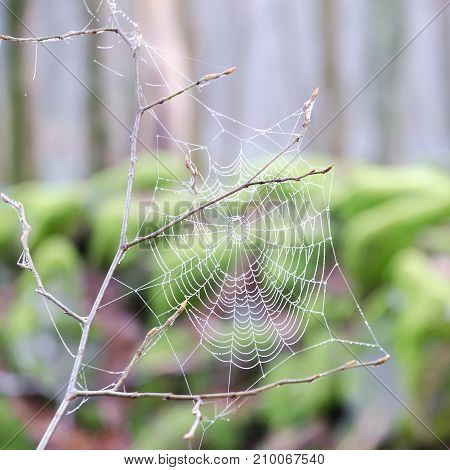 drops of water on a spider's web in a forest
