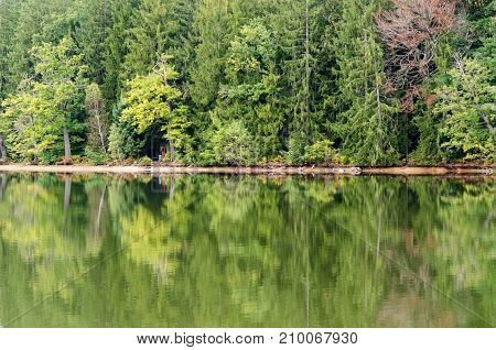 reflection of a pin forest in a lake