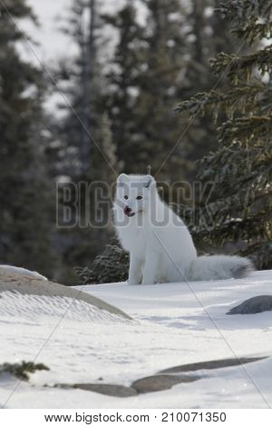 Arctic fox (Vulpes Lagopus) in white winter coat sitting on the snow licking its face, near Churchill Manitoba