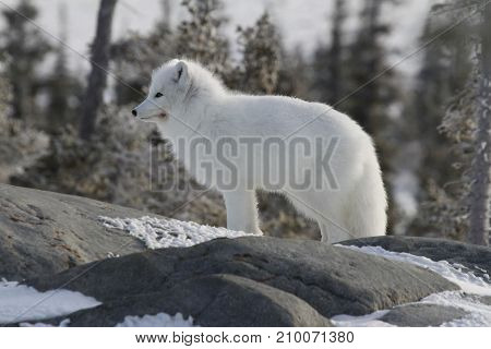 Arctic fox (Vulpes Lagopus) in white winter coat staring off while standing on a large rock with trees in the background