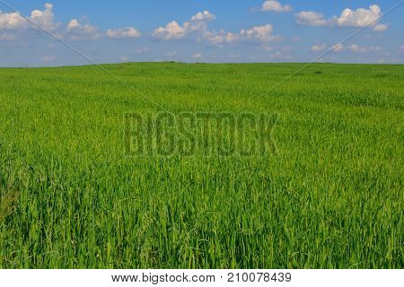 Fresh green field of juvenille grain and cloudy blue sky in early summer,Podlasie Region,Poland,Europe