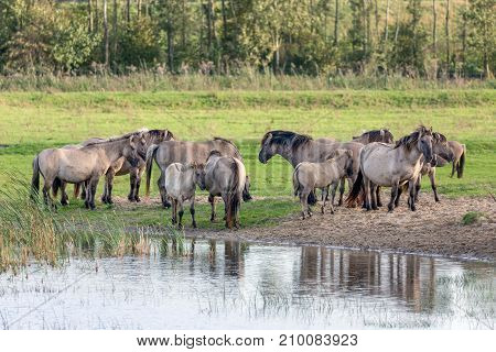 Dutch National Park Oostvaardersplassen with herd of Konik horses near a pool of water