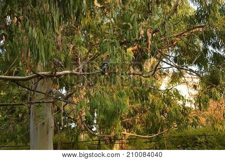 Two beautiful birds sitting on green tree