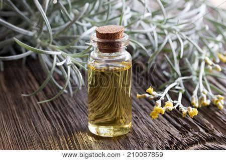 A Bottle Of Helichrysum Essential Oil With Blooming Helichrysum Plant