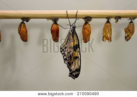 Butterfly Pupa Pupae Cocoons