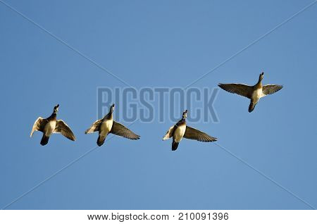 Flock of Wood Ducks Flying in a Blue Sky