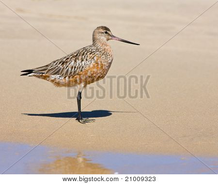 หางแถบ Godwit Limosa Lapponica
