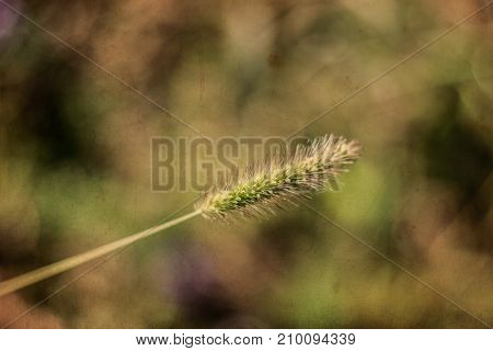 Nature Background with filters applied Vintage Look and Soft Focus using very shallow depth of field