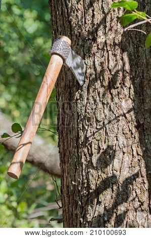 A tree makes a good target for a throwing hawk. The photographer captured a bokeh effect.