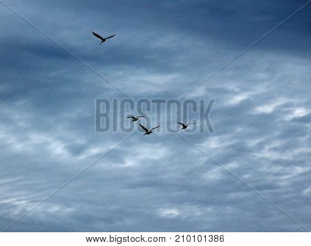 Birds in Flight Ding Darling Wildlife Refuge Sanibel Florida