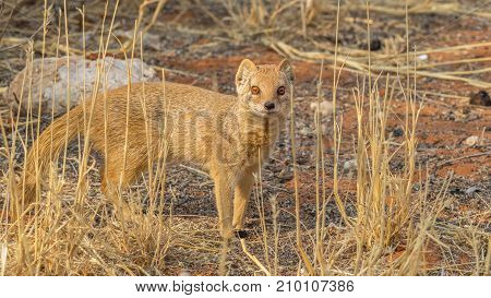 A yellow mongoose in the Kgalagadi Transfrontier Park situated in the Kalahari Desert which straddles South Africa and Botswana.