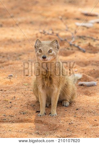 A yellow mongoose in the Kgalagadi Transfrontier Park situated in the Kalahari Desert which straddles South Africa and Botswana.