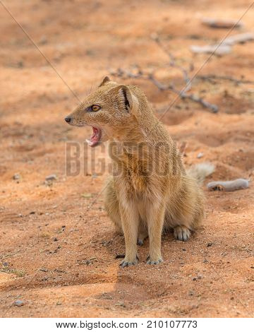 A yellow mongoose in the Kgalagadi Transfrontier Park situated in the Kalahari Desert which straddles South Africa and Botswana.