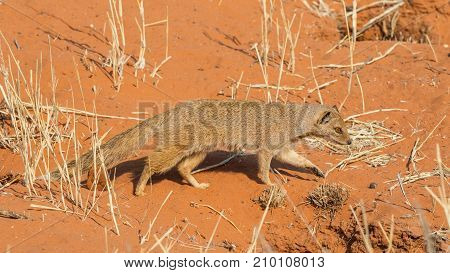 A yellow mongoose in the Kgalagadi Transfrontier Park situated in the Kalahari Desert which straddles South Africa and Botswana.