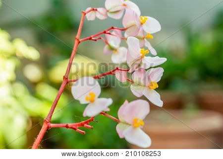 Beautiful flowers like a little butterflies white and yellow