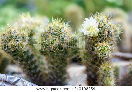 Beautiful Cactus with a Little flower in focus