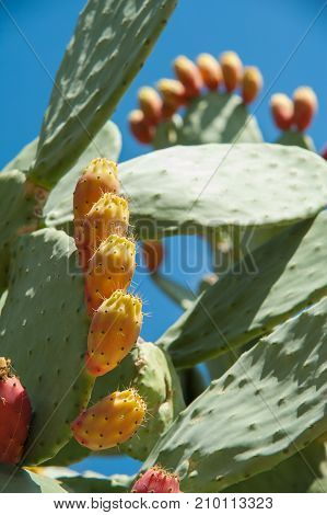 Prickly pears fruits on a cactus plant