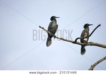 group flock of cormorant birds diver water birds sitting on branches of tree preening feathers black under blue sky hunting resting