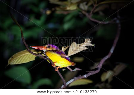 Kingfisher on tree branch at night Bako national park Borneo Malaysia