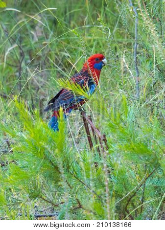 Crimson Rosella