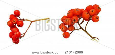 Set of rowanberries isolated on a white background
