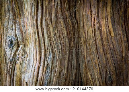Brown Wood tree texture with knag in day light