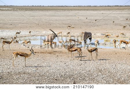 sunny scenery including a group of various antelopes on a waterhole in Namibia Africa