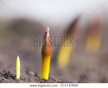 flower seedlings. macro . In the park in nature