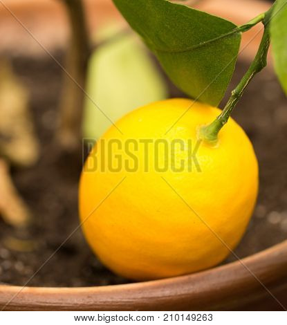 Lemon on a branch . In the park in nature