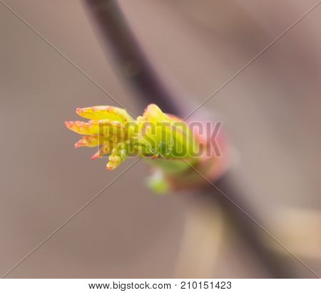 aphid on a leaf. macro . In the park in nature
