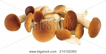 Fresh raw pioppini mushrooms isolated on a white background