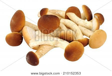 Fresh raw pioppini mushrooms isolated on a white background