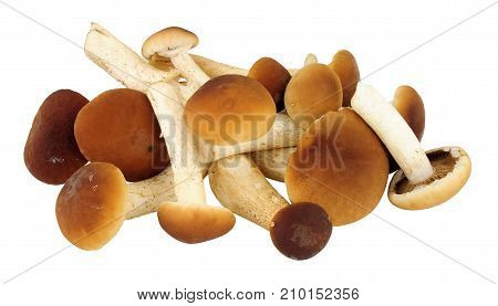 Fresh raw pioppini mushrooms isolated on a white background