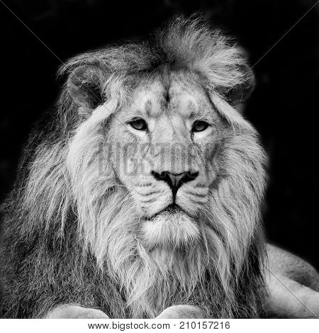Beautiful Portrait Of Asiatic Lion Panthera Leo Persica In Black And White