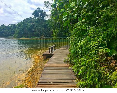 Hiking trail around Macritchie reservoir park with beautiful green water in Singapore